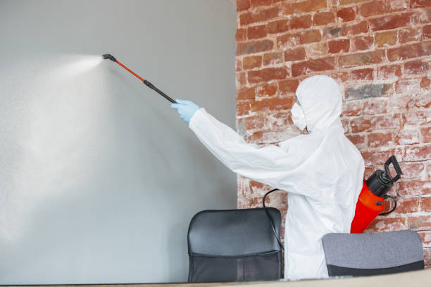Best Black Mold Removal  in Granby, MO