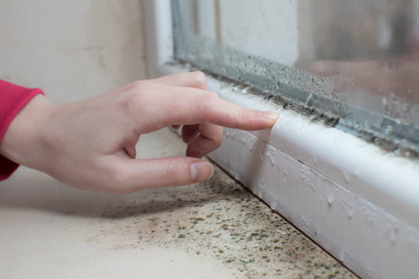 Professional Mold Removal in Granby, MO