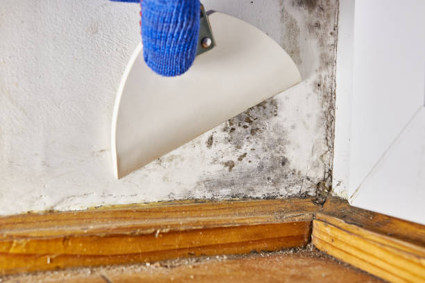 Best Mold Prevention Services  in Granby, MO